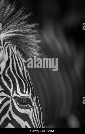 Close-Up di Grevy's Zebra (Equus grevyi) occhio e Mane; Cabarceno, Cantabria, SPAGNA Foto Stock