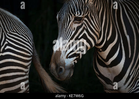 Close-Up di Grevy's Zebra (Equus grevyi) Testa e quarti posteriori; Cabarceno, Cantabria, SPAGNA Foto Stock