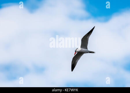 Un Caspian Tern (Hydroprogne Caspia) vola sopra il fiume Columbia; Astoria, Oregon, Stati Uniti d'America Foto Stock