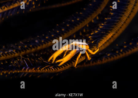 Crinoide Squat Lobster (Allogalathea elegans); Moalboal, Cebu, Central Visayas, Filippine Foto Stock