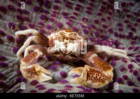 Avvistato Granchio porcellana (Porcellana Sayana) sulla parte superiore del anemone; Moalboal, Cebu, Central Visayas, Filippine Foto Stock