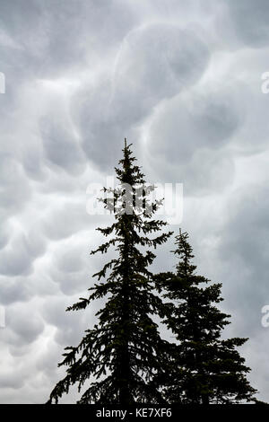 Silhouette di alberi sempreverdi contro una drammatica Storm formazione delle nuvole nel cielo; Calgary, Alberta, Canada Foto Stock