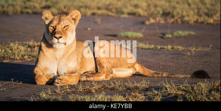 Lion (Panthera Leo) recante al sole; Tanzania Foto Stock