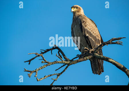 Eagle seduto in un albero, Serengeti; Tanzania Foto Stock