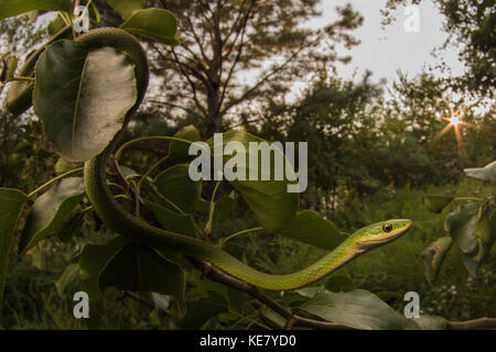 Una ruvida Green Snake (Opheodrys aestivus) appendere fuori su un ramo come il sole tramonta in background. Foto Stock