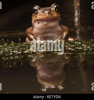 Un orientale rospo Spadefoot seduto su un ramo in palude con l'acqua perfettamente riflettente al di sotto di esso. Foto Stock