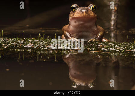 Un orientale rospo Spadefoot seduto su un ramo in palude con l'acqua perfettamente riflettente al di sotto di esso. Foto Stock