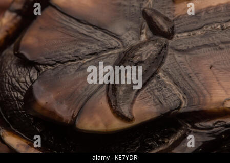 Le sanguisughe comunemente parasitize tartarughe, questo Kinosternon sp. Musk turtle aveva due sanguisughe attaccata al fondo del suo mantello. Foto Stock