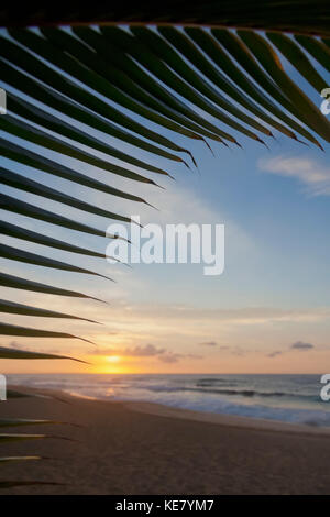 Una palma da cocco frond silhouette incorniciare una splendida alba sulla spiaggia il North Shore di Oahu; Honolulu Oahu, Hawaii, Stati Uniti d'America Foto Stock