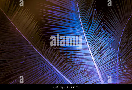 Albero di cocco le fronde delle palme illuminata di notte e visto da sotto; Honolulu Oahu, Hawaii, Stati Uniti d'America Foto Stock