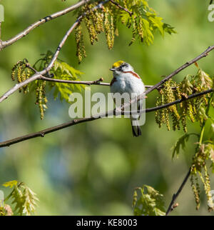 Chestnut facciate trillo (Setophaga pensylvanica) appollaiato su un ramo di albero; Redbridge, Ontario, Canada Foto Stock