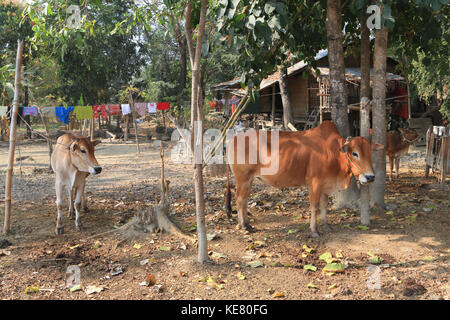 Nyaunghtaw village è sulla sinistra (est) banca del fiume Irrawaddy in provincia ayeyarwaddy in Myanmar (Birmania). bovini in piedi sotto gli alberi. Foto Stock