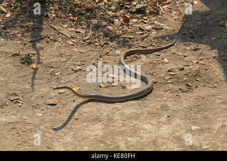 Nyaunghtaw village è sulla sinistra (est) banca del fiume Irrawaddy in provincia ayeyarwaddy in Myanmar (Birmania). un pericoloso serpente vicino la riva del fiume. Foto Stock