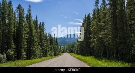 Una strada di ghiaia che conduce attraverso un bosco di alti alberi di conifere verso le montagne rocciose; Longview, Alberta, Canada Foto Stock