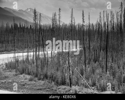 Immagine in bianco e nero di sfrondato, gli alberi morti e la nuova crescita di una foresta emergenti in montagna; Edgewater, British Columbia, Canada Foto Stock