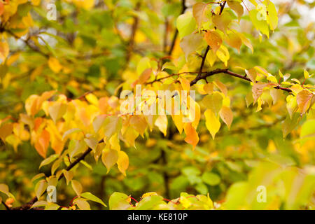 In autunno il faggio foglie decorare una bella natura sfondo bokeh di fondo Foto Stock