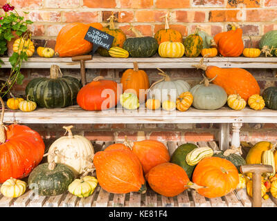 Una serra visualizzazione di molti tipi di zucca coltivata in Helmsley Walled Garden North Yorkshire Foto Stock