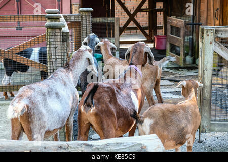 Capre pigmee allineando per alimenti a Seattle il Parco Zoologico Woodland fattoria degli animali Foto Stock