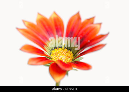 Red gazania fiore su sfondo bianco Foto Stock