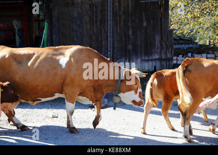 Kuh, Kühe beim Almabtrieb, Abtrieb von der Weide Foto Stock