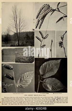 Il libro genealogico una famosa guida per una conoscenza degli alberi del Nord America e ai loro usi e di coltivazione (1920) (14596258119) Foto Stock