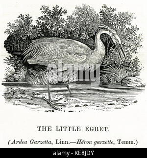 Thomas Bewick la Garzetta 1804 Foto Stock