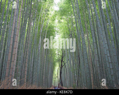 Una vista guardando verso l'alto gli alti soaring steli del boschetto di bambù in Arashiyama Kyoto in Giappone Foto Stock