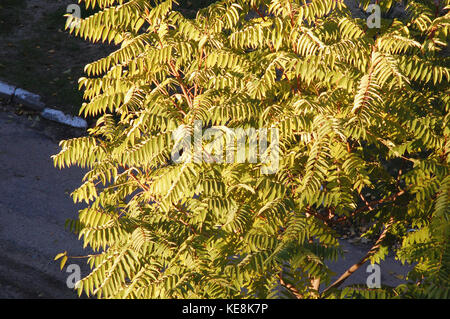 Autunno corona di ailanthus tree, vista dall'alto. Foto Stock