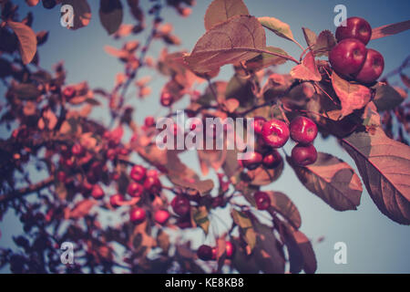 Piccole mele rosse su un albero, bella foto Foto Stock