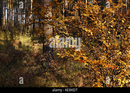 Autunno bush con colore giallo brillante di foglie in una foresta di pini in una giornata di sole in una giornata di sole Foto Stock