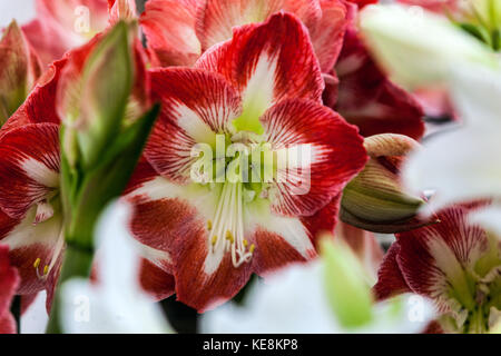 ' Hippeastrum Nagano ', Amarylis, fioritura Foto Stock