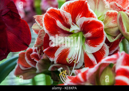 ' Hippeastrum Nagano ', Amarylis, fioritura Foto Stock