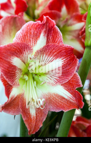 ' Hippeastrum Nagano ', Amarylis, fioritura Foto Stock