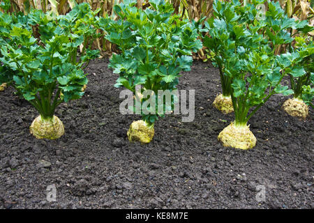 Il sedano rapa piante, veriety, Asterix F1 Foto Stock