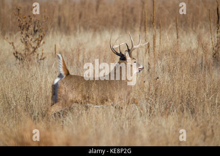 Esecuzione di culbianco buck durante l'autunno rut in Colorado Foto Stock