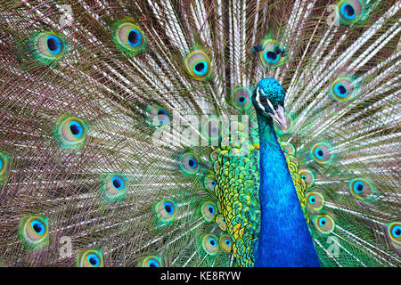 Peacock Glory. Le spettacolari piume del pavone - un uccello appariscente che sembra sapere quanto sia bello. Display magnifico. Pianto inquietante. Foto Stock