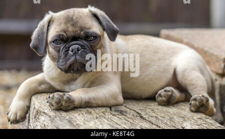 Carino Pug jack russell cucciolo rilassante fuori in giardino Foto Stock