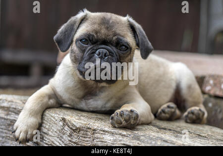 Carino Pug jack russell cucciolo rilassante fuori in giardino Foto Stock