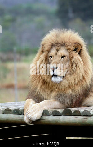 Leone maschio ((Panthera leo) nel Drakenstein Lion Park, Klapmuts, Provincia del Capo Occidentale, Sud Africa. Foto Stock