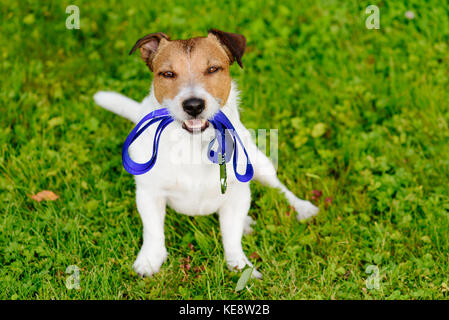 Cane tenendo il guinzaglio in bocca in attesa per camminare Foto Stock