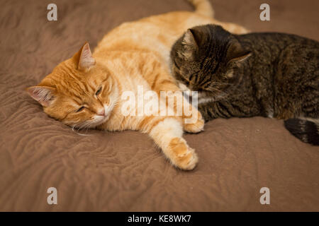 Due grandi striped gatto dorme sul letto Foto Stock