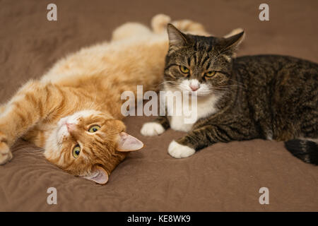 Due grandi striped gatto dorme sul letto Foto Stock