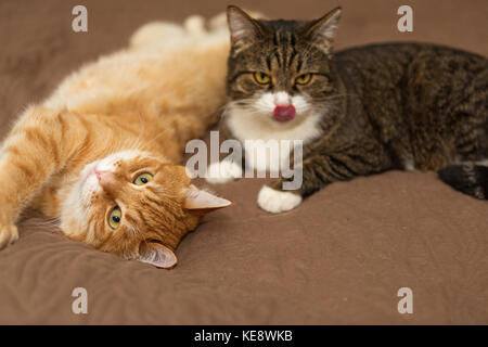 Due grandi striped gatto dorme sul letto Foto Stock