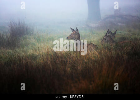 Cervi, Cervus elaphus, in Richmond Park durante il rut. Richmond Park, il più grande parco reale, è famoso per più di seicento red daini. Foto Stock