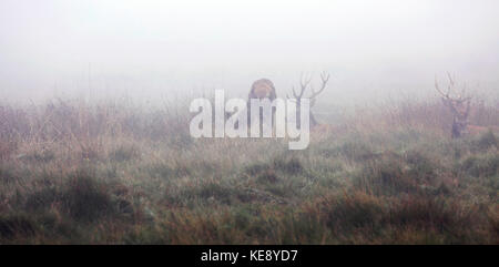 Cervi, Cervus elaphus, in Richmond Park durante il rut. Richmond Park, il più grande parco reale, è famoso per più di seicento red daini. Foto Stock