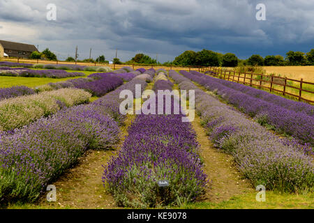 Fattoria di Lavanda prima della tempesta Foto Stock