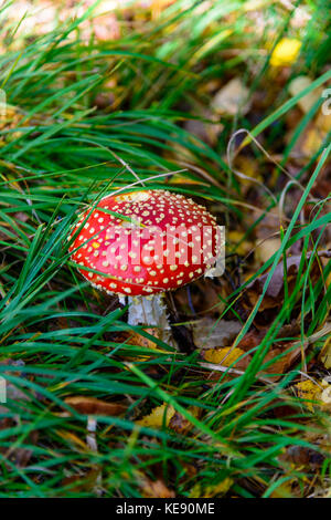 Fly agaric rosso screziato fungo tra l'erba Foto Stock