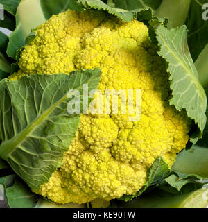 I cavolfiori freschi dalla struttura ad albero di cavolfiore organico Foto Stock