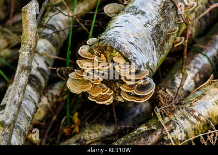 Fungo della piastra di argento betulla albero abbattuto log Foto Stock