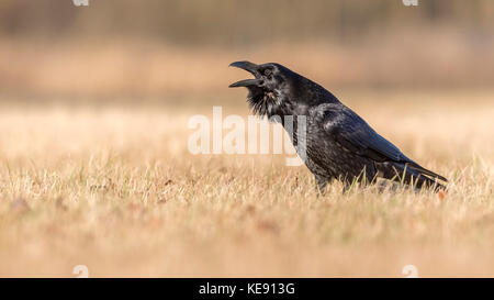 Comune di corvo imperiale (Corvus corax), chiamando, central elba riserva della biosfera, SASSONIA-ANHALT, Germania Foto Stock